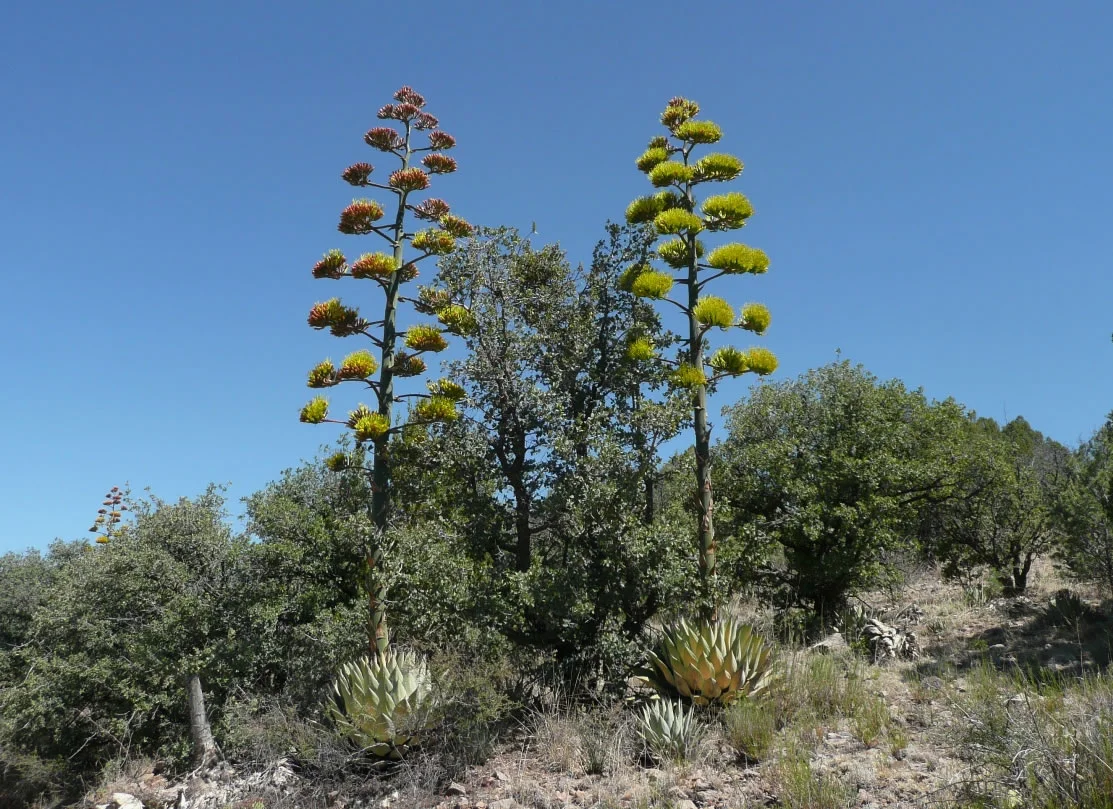 agave_parryi4_lg.jpg