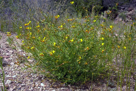 lotus_rigidus32008_01.jpg