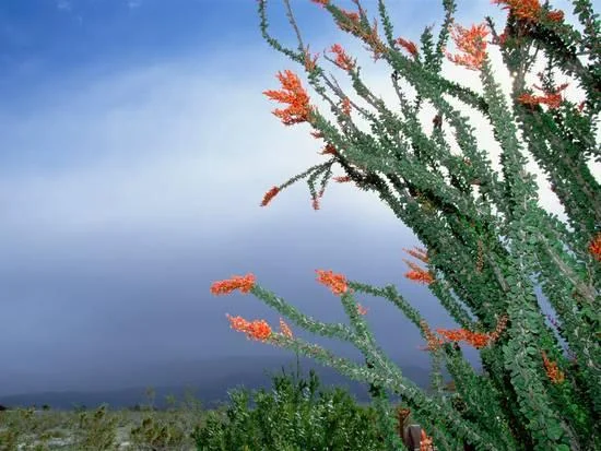 konrad-wothe-ocotillo-cactus-fouquieria-splendens-in-bloom-anza-borrego-desert-state-park-california_a-l-8633797-4990703.jpg