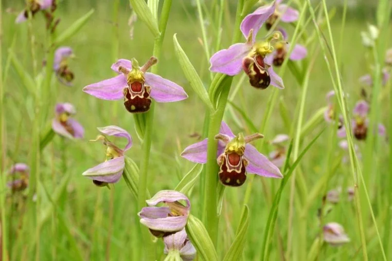 this bee orchid (Ophrys apifera) attracts male bees by producing a scent that mimics the scent of the female bee. In addition, the lip acts as a decoy as the male bee confuses it with a female. Pollen transfer occurs during the ensuing attempt at copulation