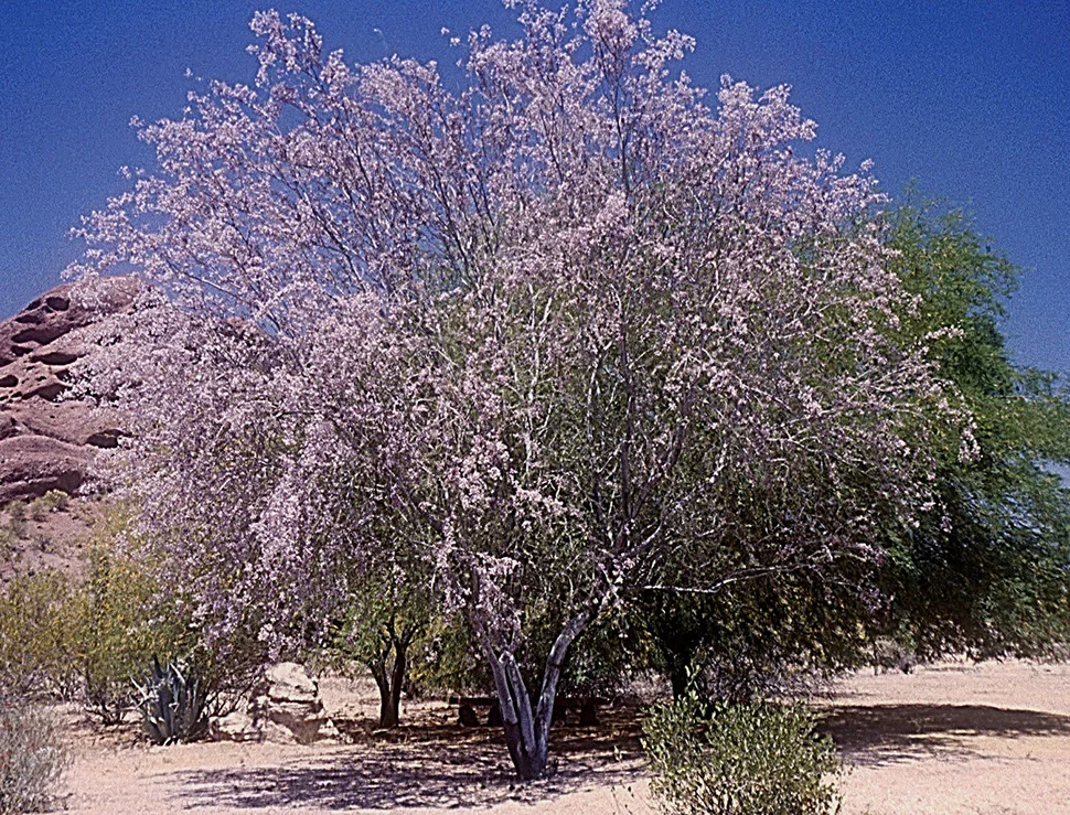 oltesflower2cd.jpg