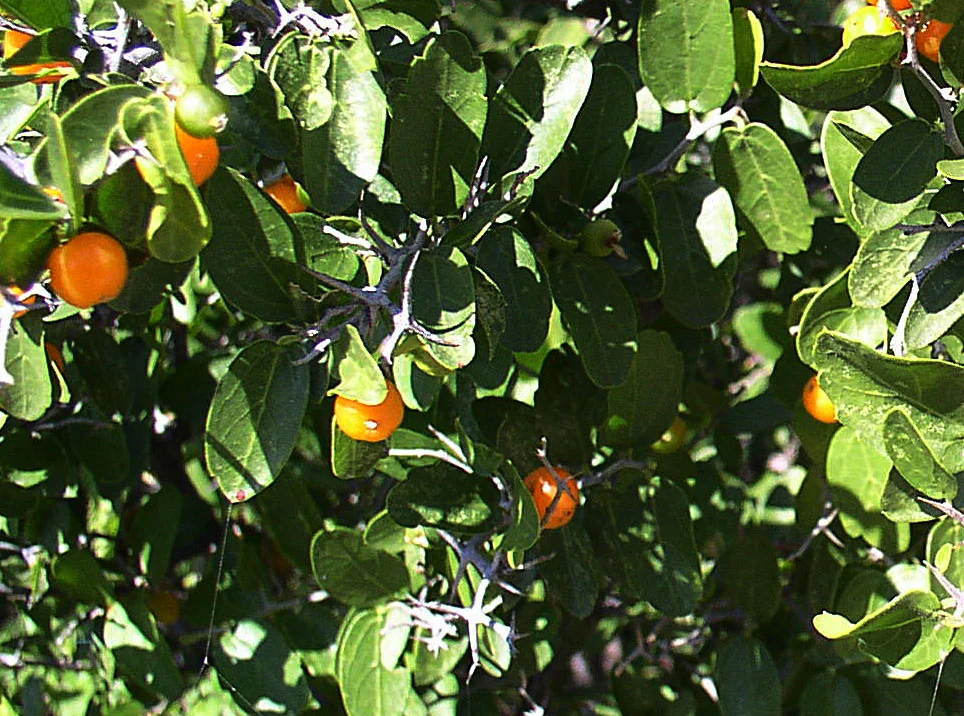 Celtis_pallida-04.jpg