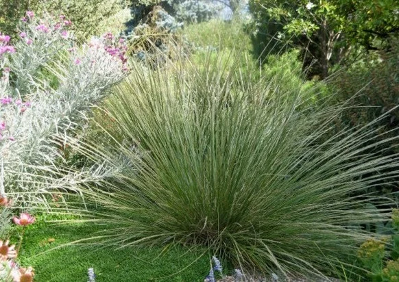muhlenbergia_dubia_david_salmon_photo_ver_587.jpg