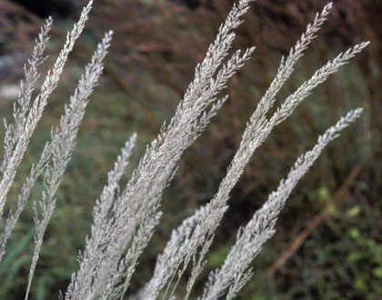 muhlenbergia-lindheimeri-d-420x330.jpg