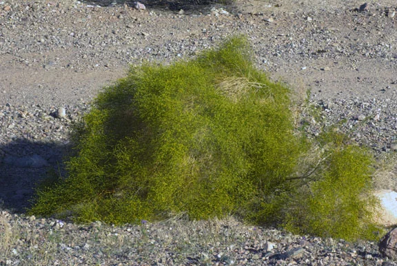 hymenoclea_salsola_w_web.jpg