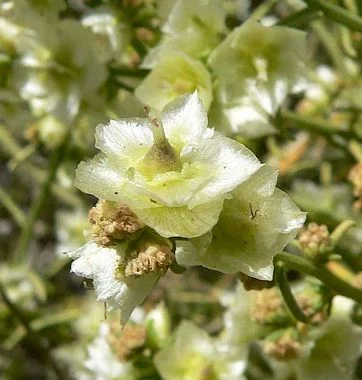 Hymenoclea_salsola_image59.jpg
