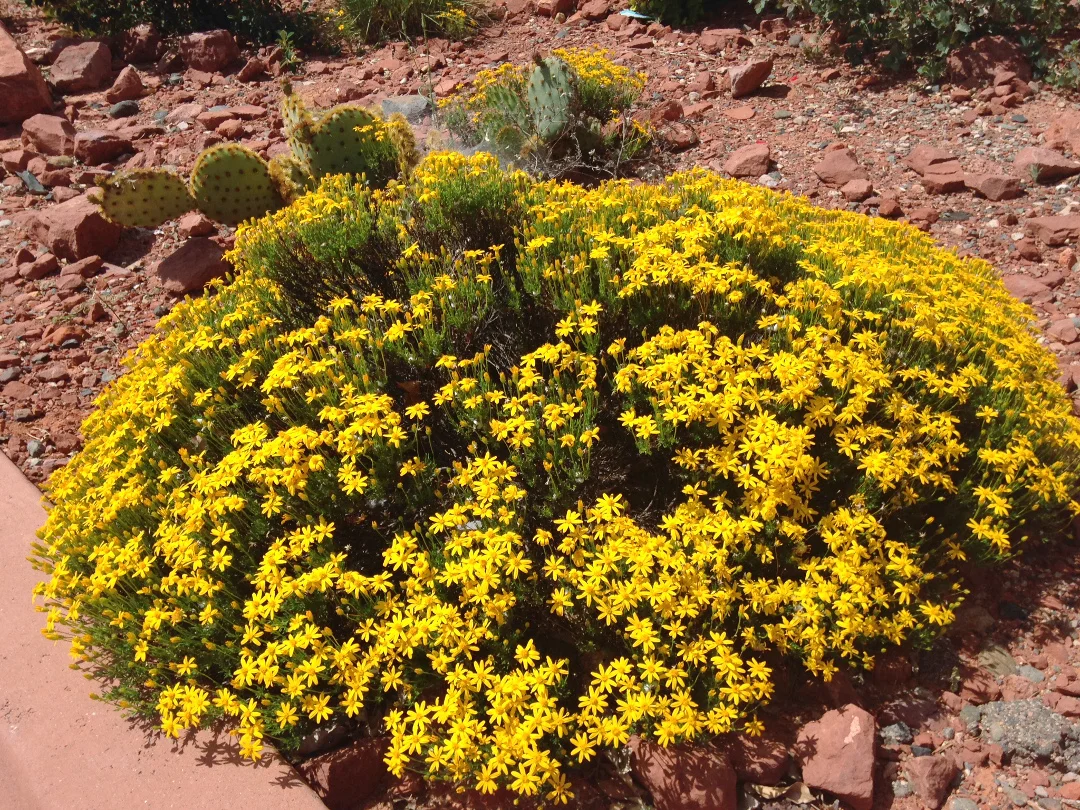 chrysactinamexicana.jpg