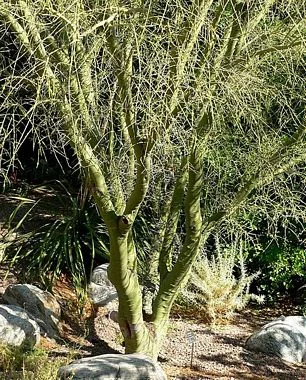 Parkinsonia_microphylla_image51.jpg