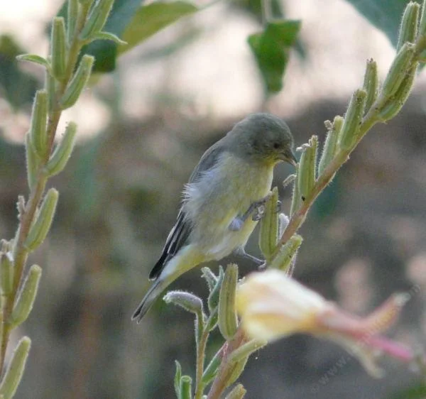 goldfinch eating seeds of Oenothera hookeri