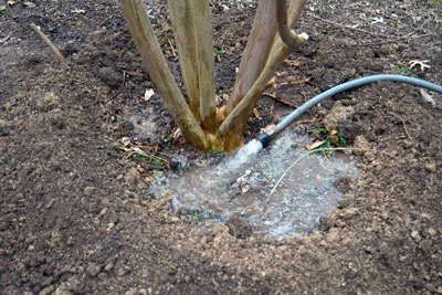 6-16-16-Watering-new-tree-berm.jpg