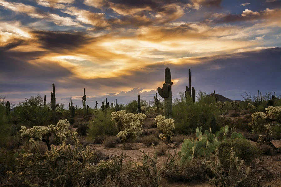 a-beautiful-sonoran-desert-evening-saija-lehtonen.jpg