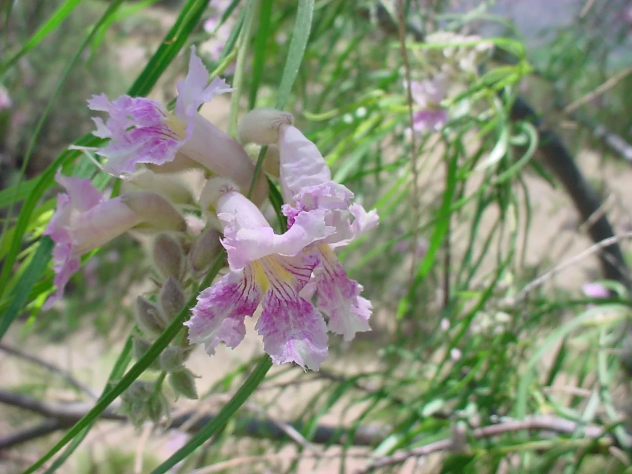 chilopsis_linearis.jpg