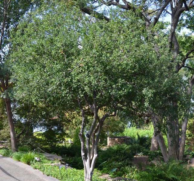 diospyros-texana-tree.jpg