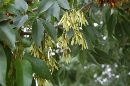 p-4559-Fraxinus_velutina__2_.jpg