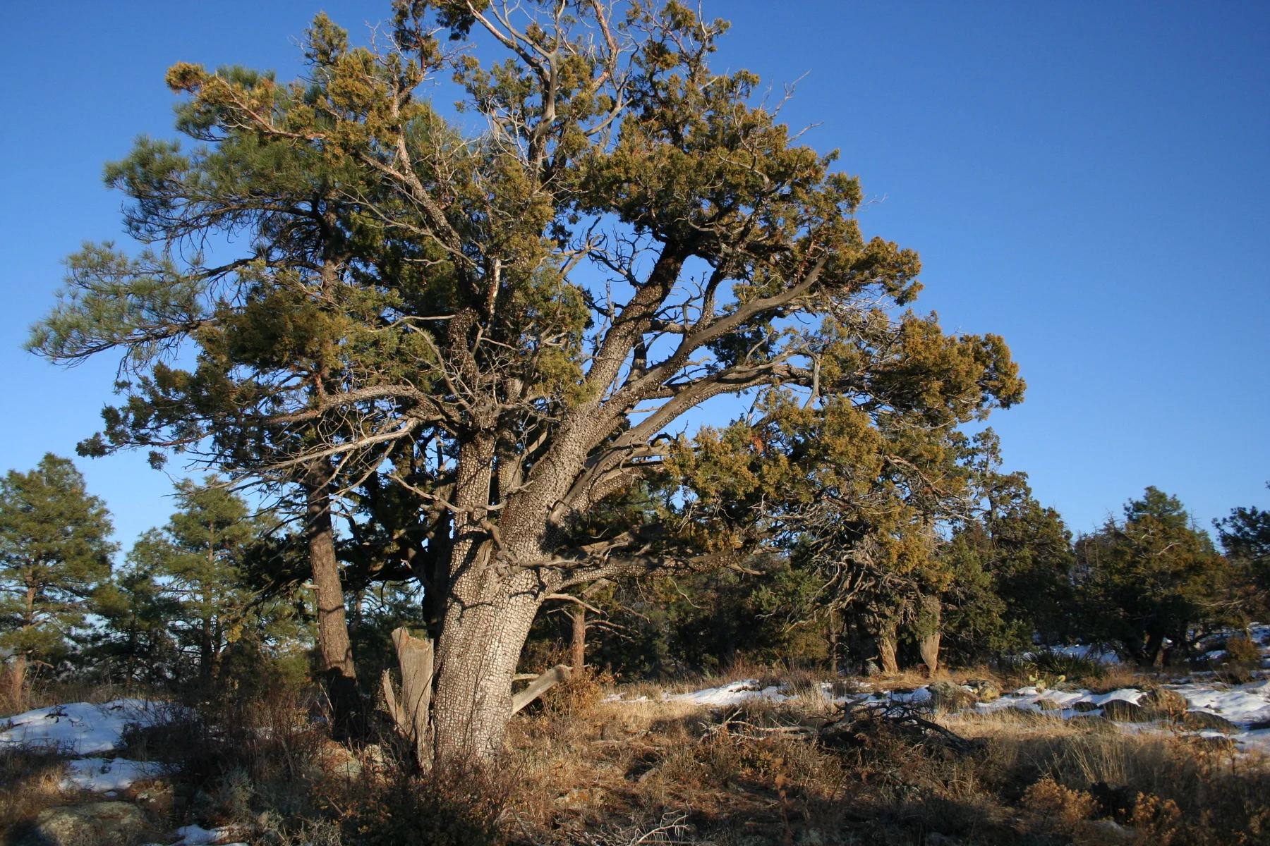 Juniperus_deppeana_StrawberryAZ.jpg