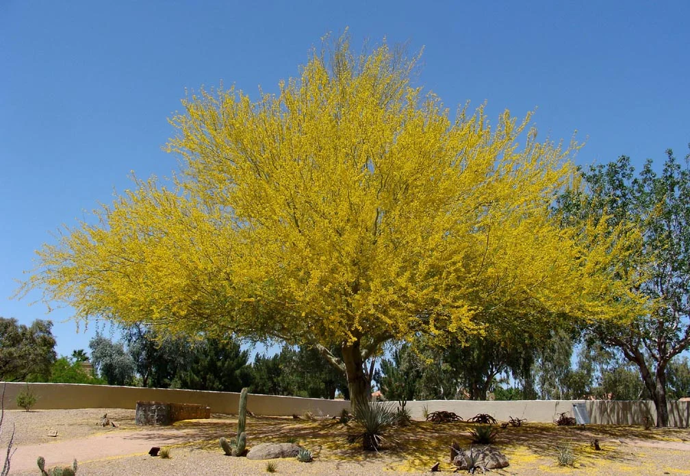 Parkinsonia praecox.jpg