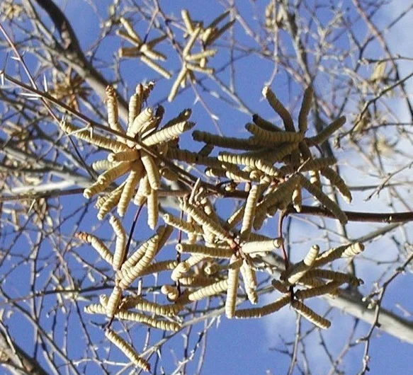 prosopis_pubescens-4_ver_587.jpg