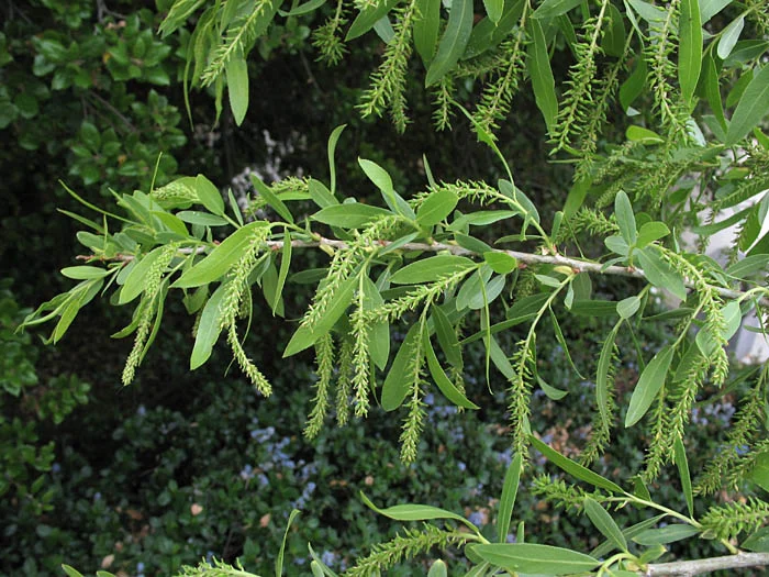 S33978aAG.jpg