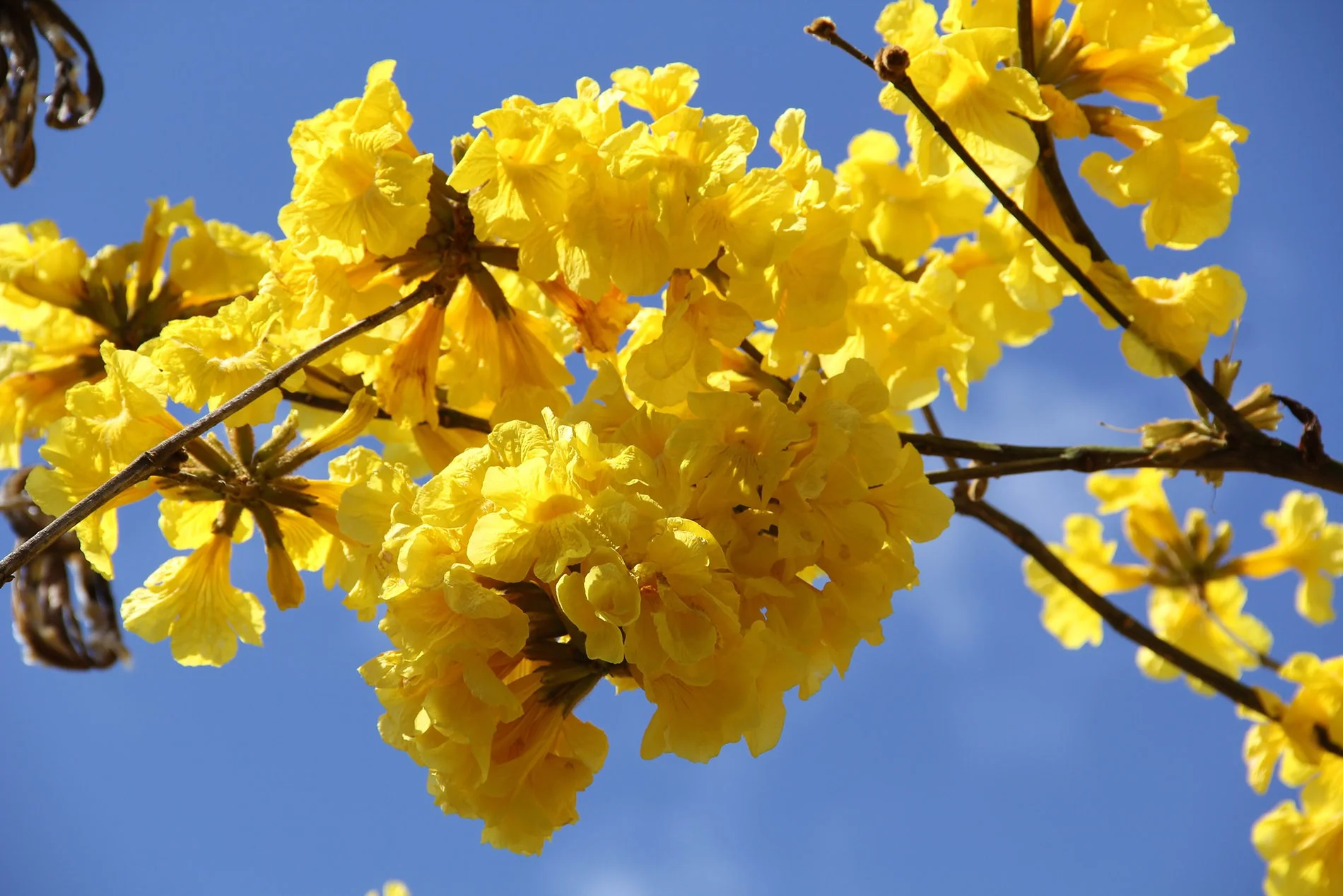 tabebuia-chrysantha-syn-handroanthus-chrysanthus.jpg