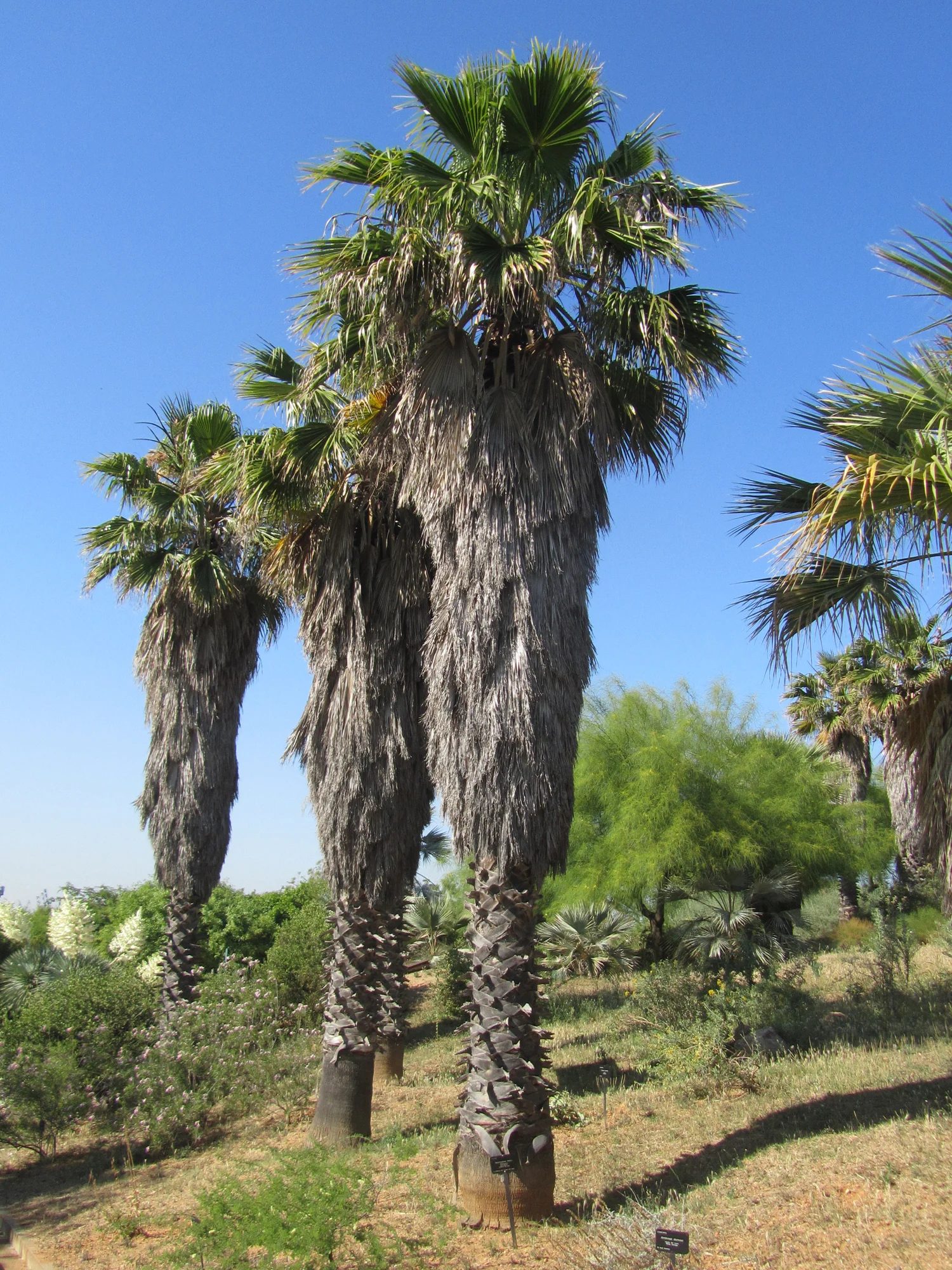 Jardi_botanic_de_barcelona_washingtonia_filifera.jpg
