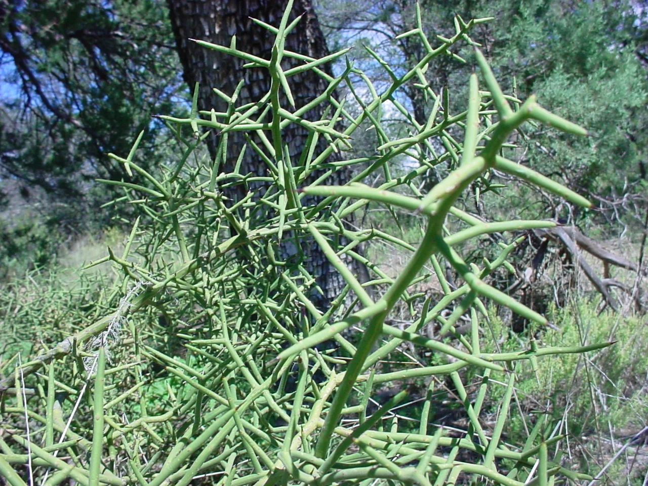 koeberlinia_spinosa.jpg