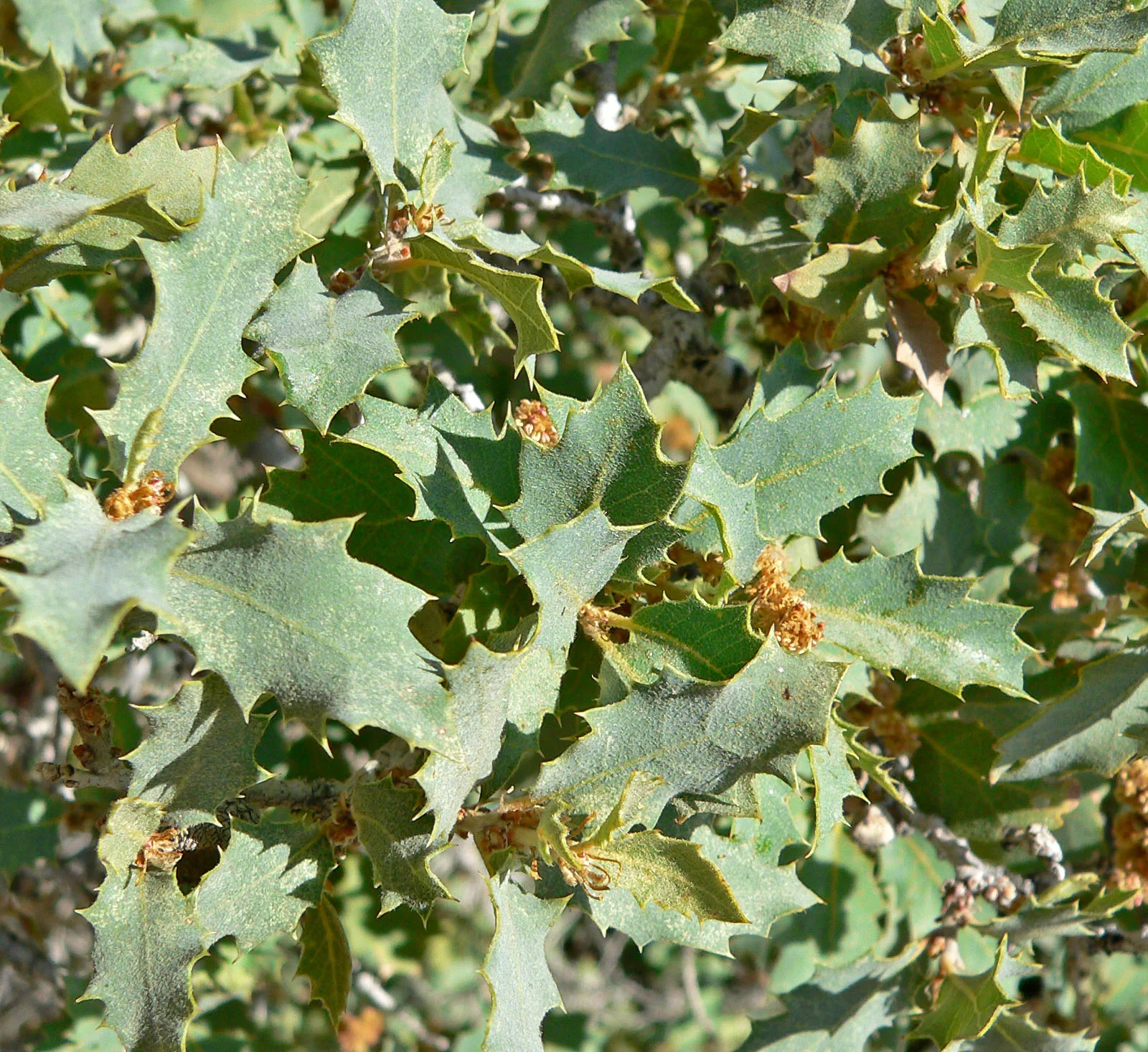 Quercus_turbinella_1.jpg