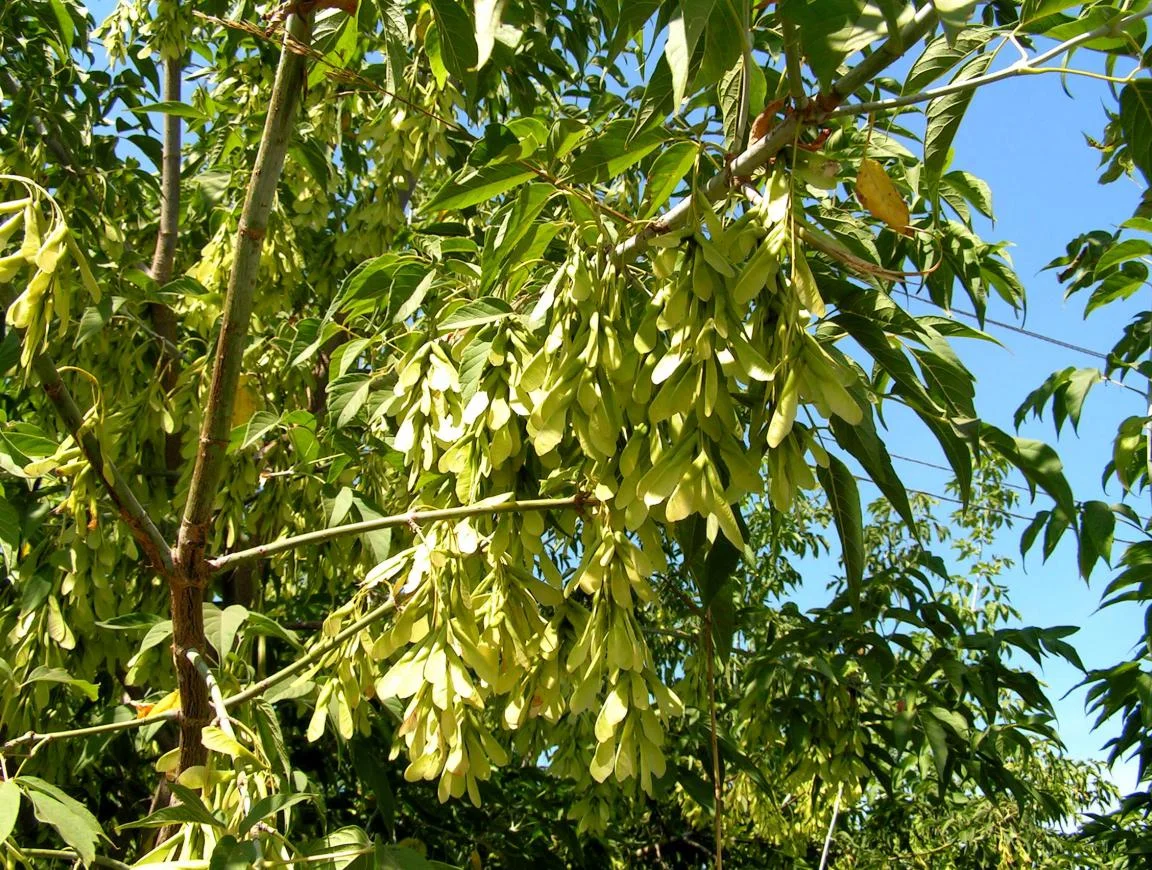 Acer_negundo_Russia_AMashanova.jpeg