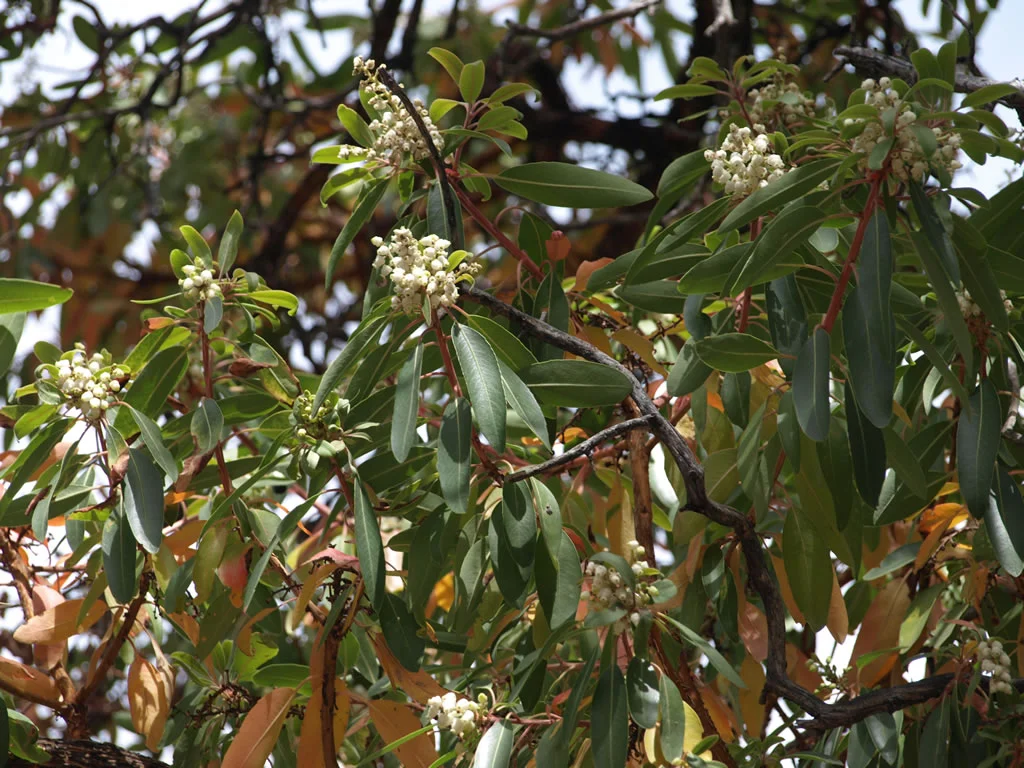 3_madrone_flowers_lg.jpg
