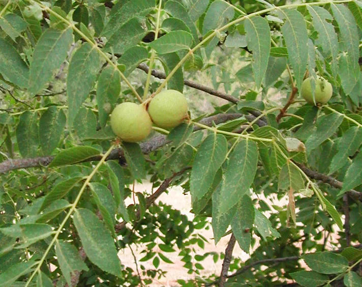 Juglans-major-SL-web-7-2-02-N1_1426653051.jpg