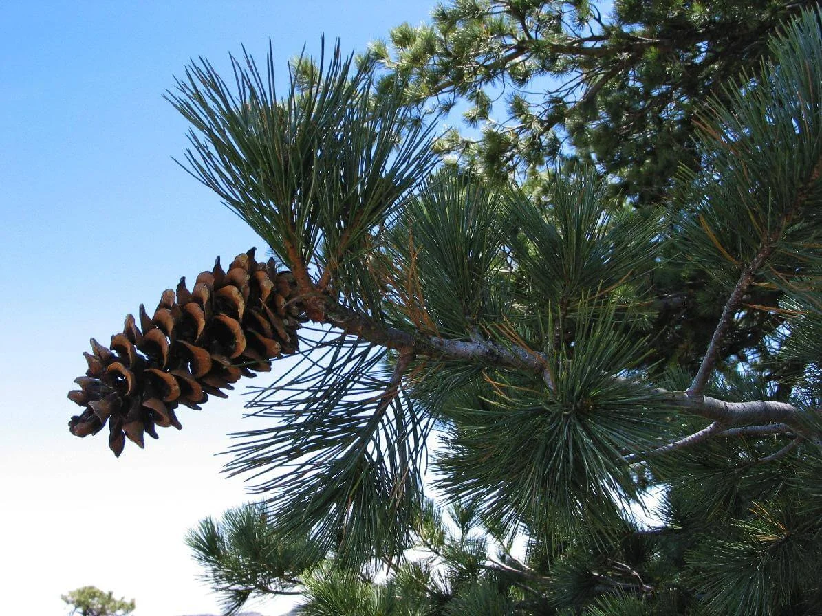 Pinus-strobiformis.jpg