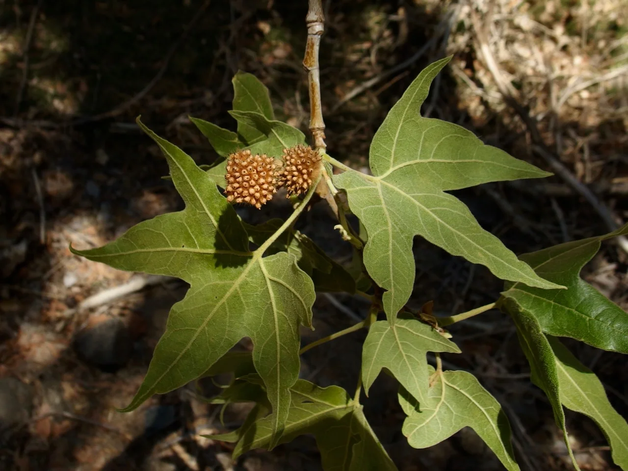 PlatanaceaePlatanuswrightii_1494051454.jpg