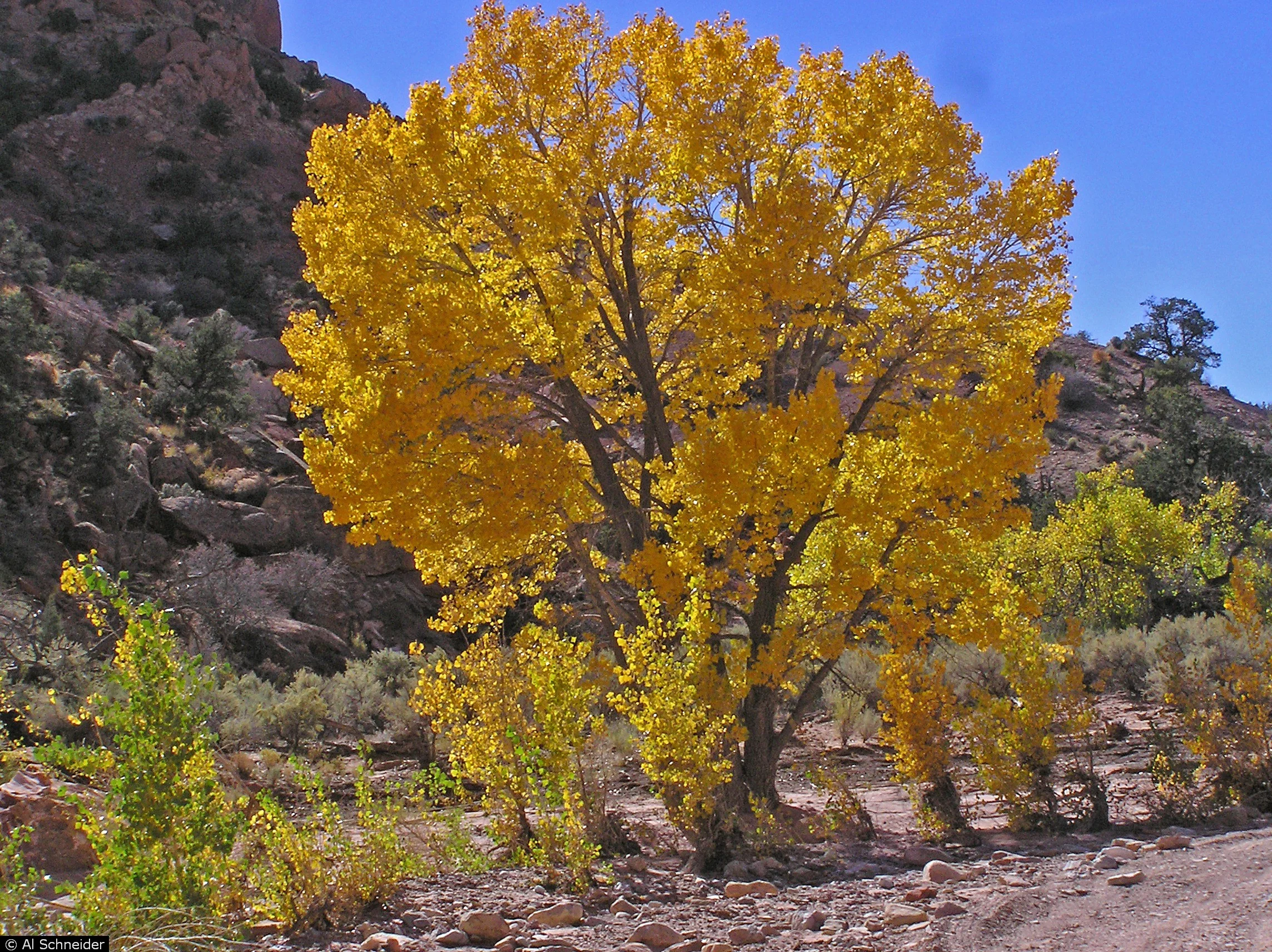 populus fremontii.jpg
