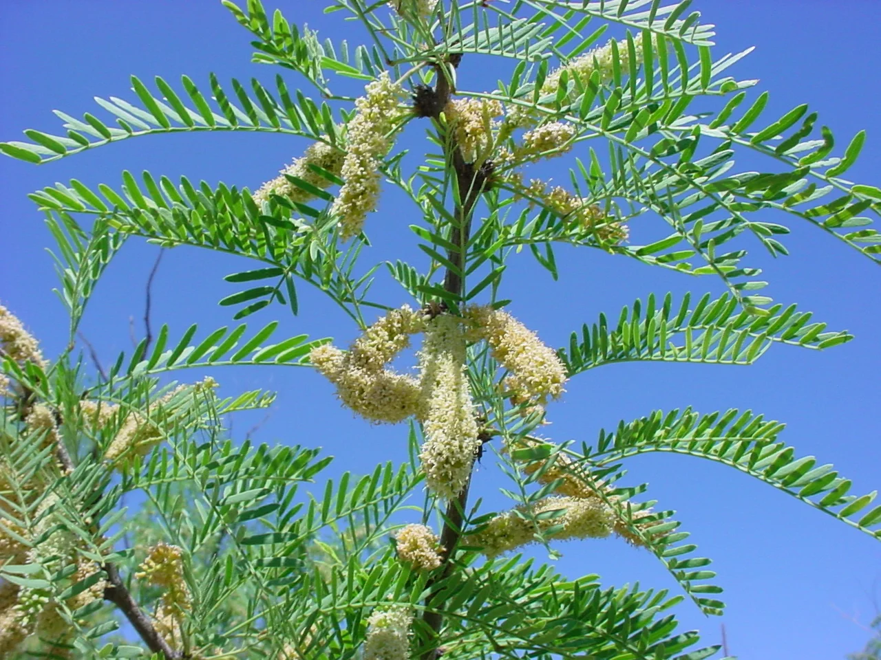 prosopis_glandulosa.jpg