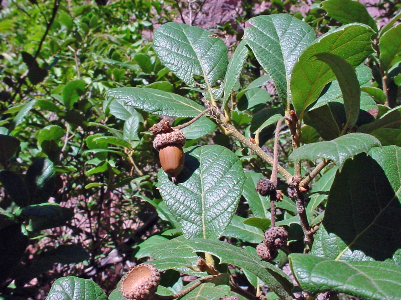 quercus_rugosa.jpg