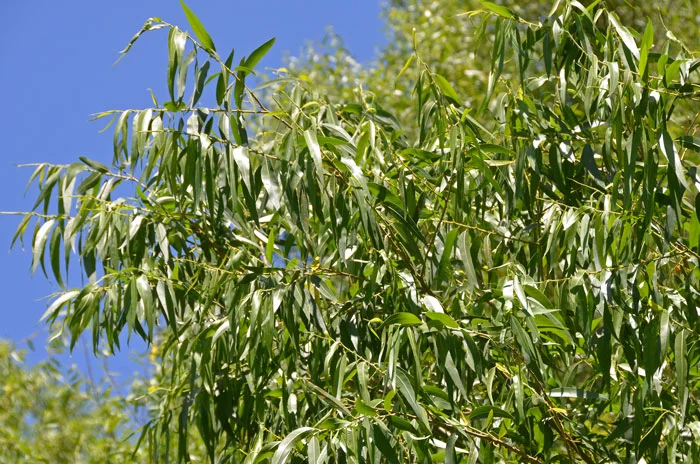 4091Salix-gooddingii,-Goodding's-Willow700x464.jpg