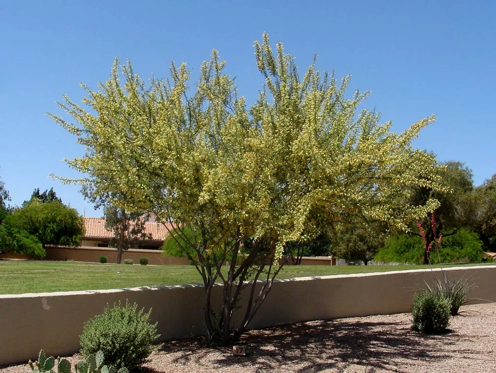 Acacia greggii tree.jpg