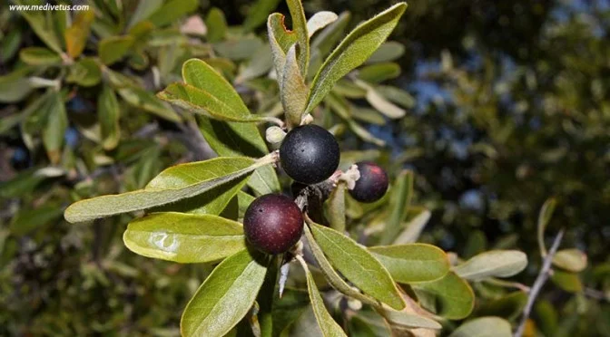 sideroxylon-lanuginosum-ssp-rigidum-4-672x372.jpg