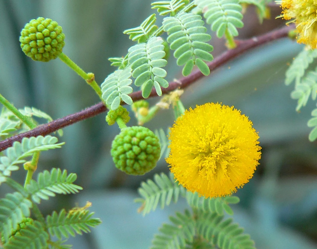 Acacia_constricta_flower.jpg