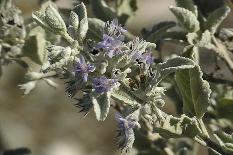 Desert Lavender : formally known as Hyptis emoryi, now Condea emoryi