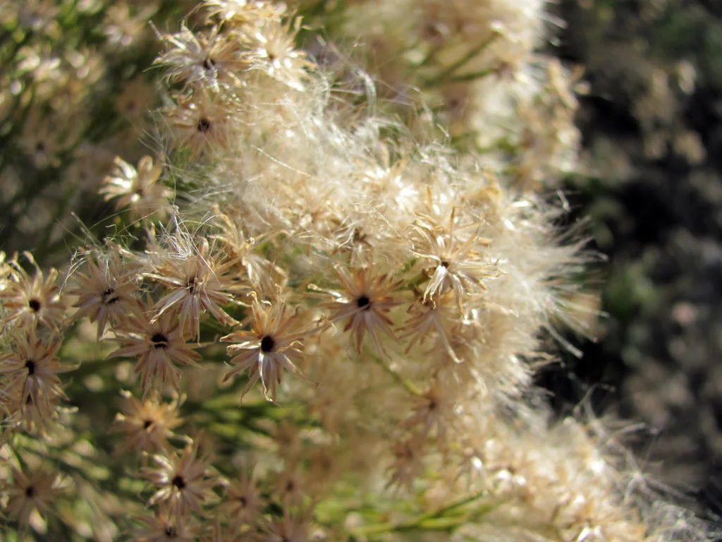 The fluff from desert broom may be annoying to humans, but many birds use it to make nests.