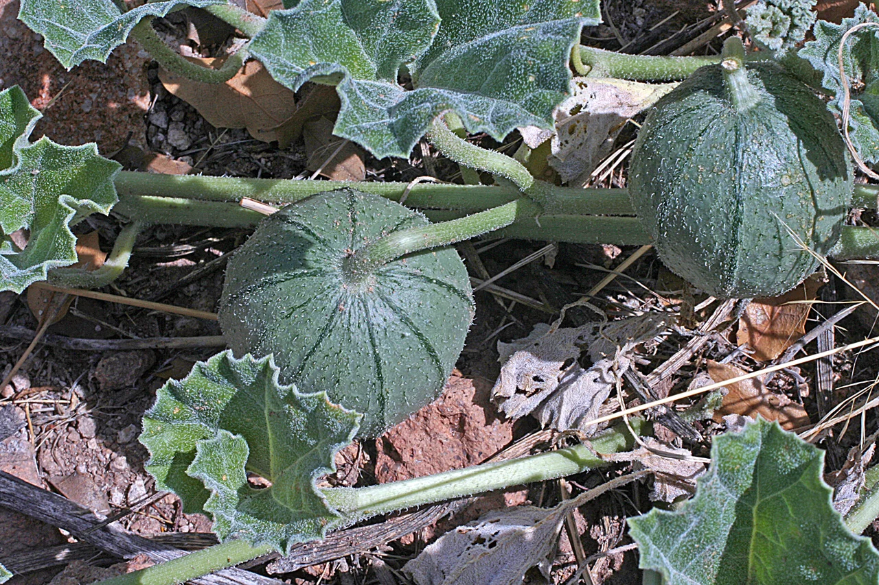 a_undulata.jpg