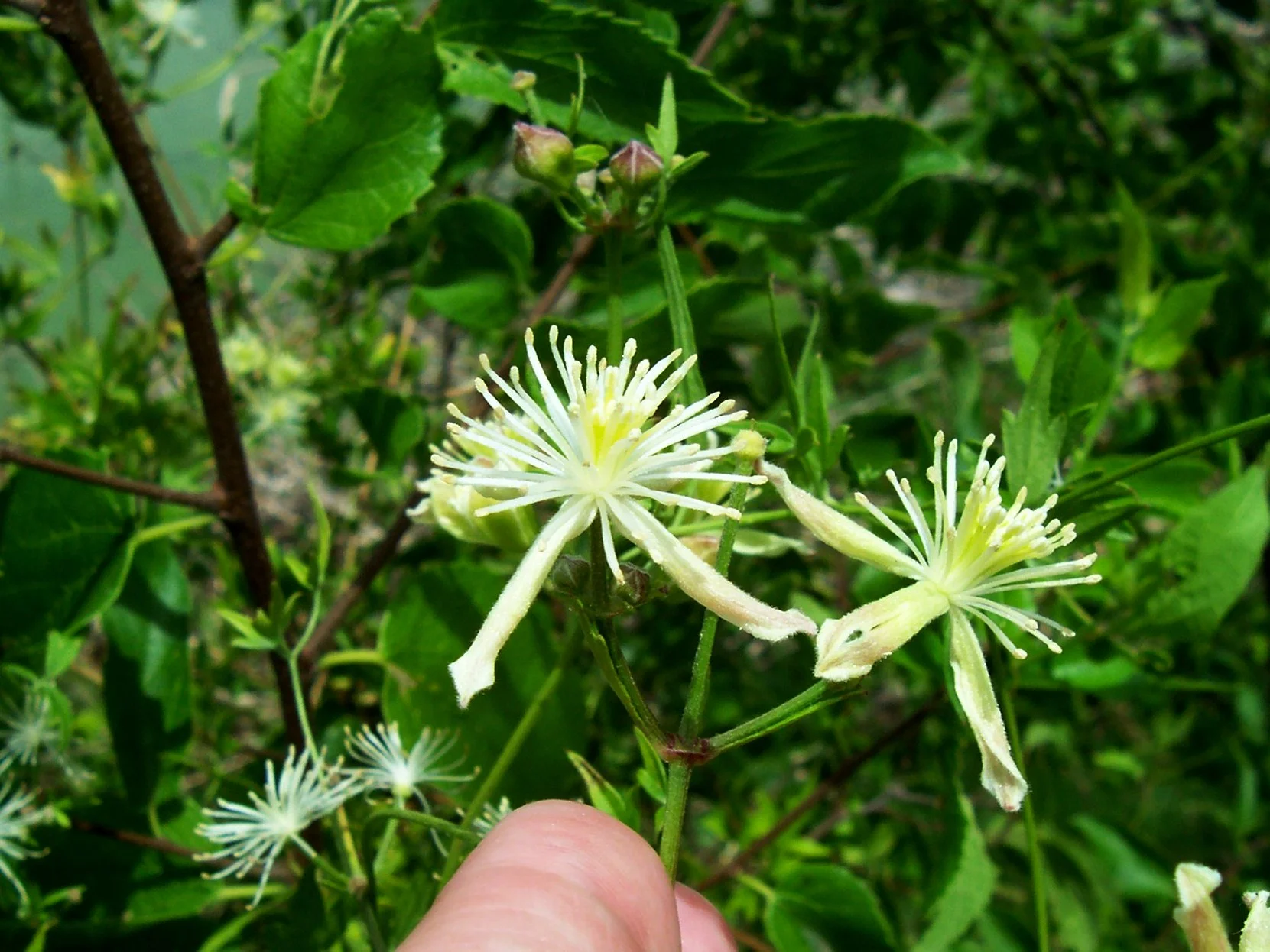 Clematis drummondii flw4.jpg