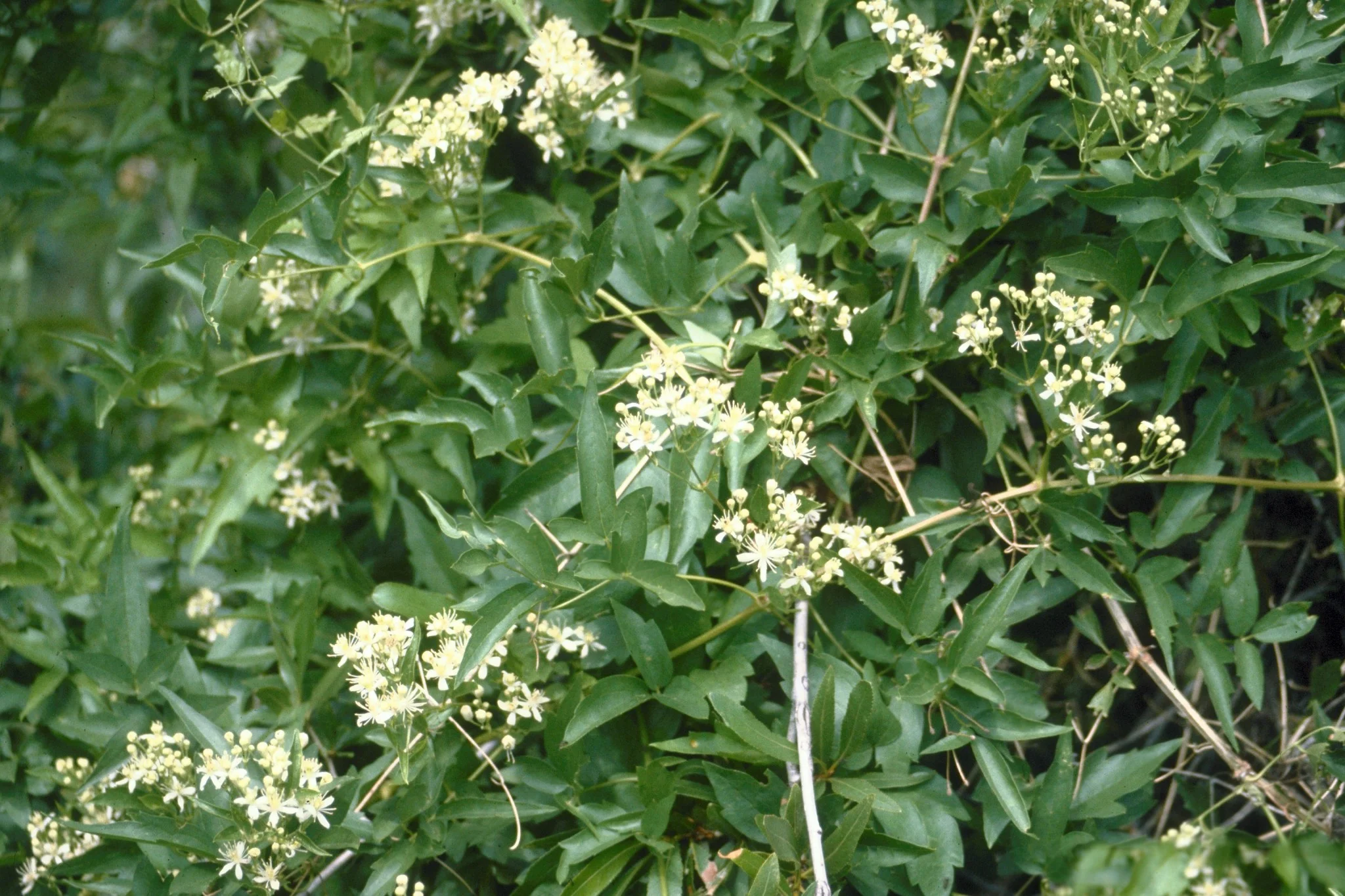 Clematis_ligusticifolia.jpg