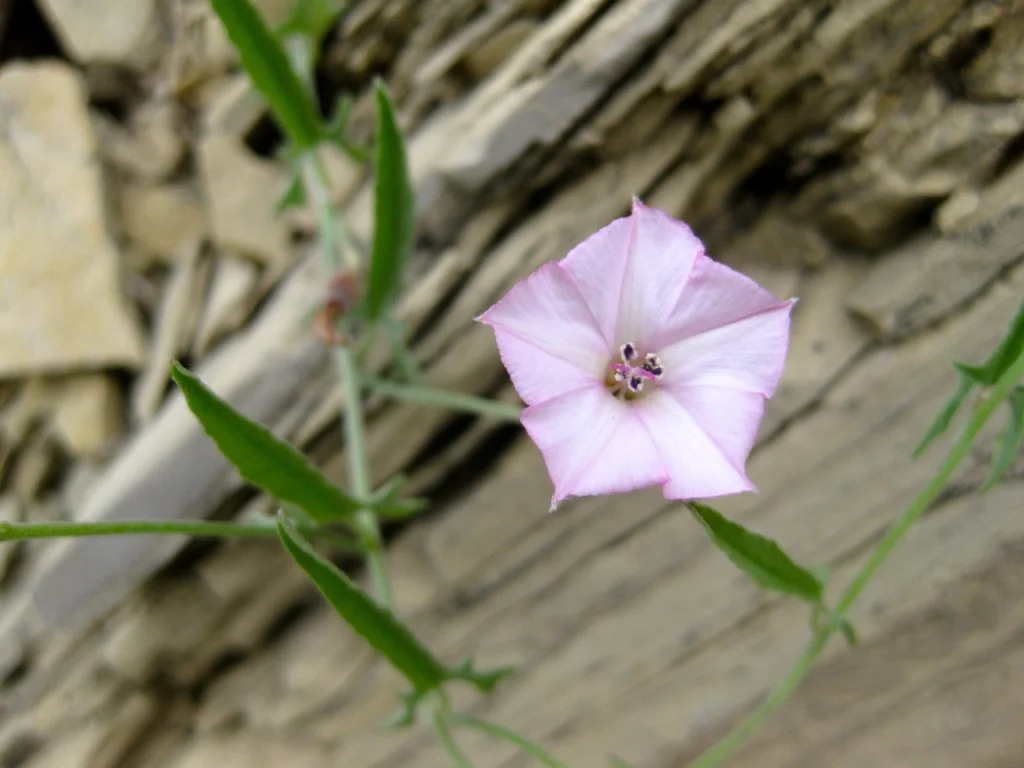 Convolvulus-equitans-2-1024x768.jpg