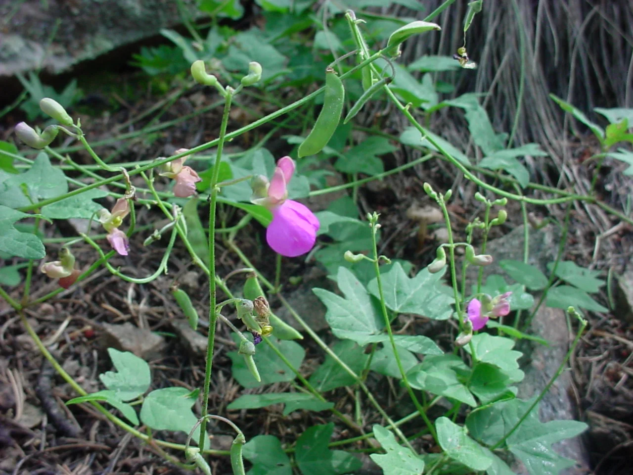 phaseolus_pedicellatus.jpg