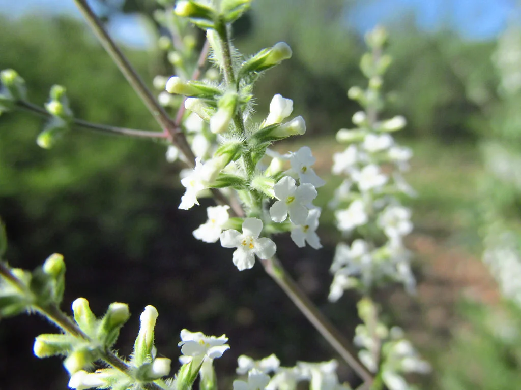 aloysia gratissima.jpg
