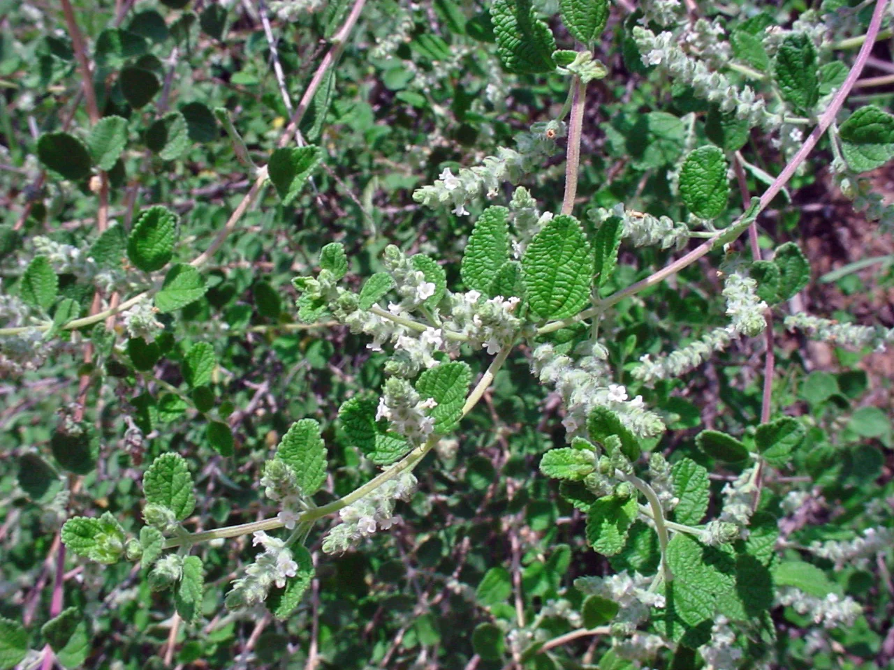 aloysia_wrightii.jpg