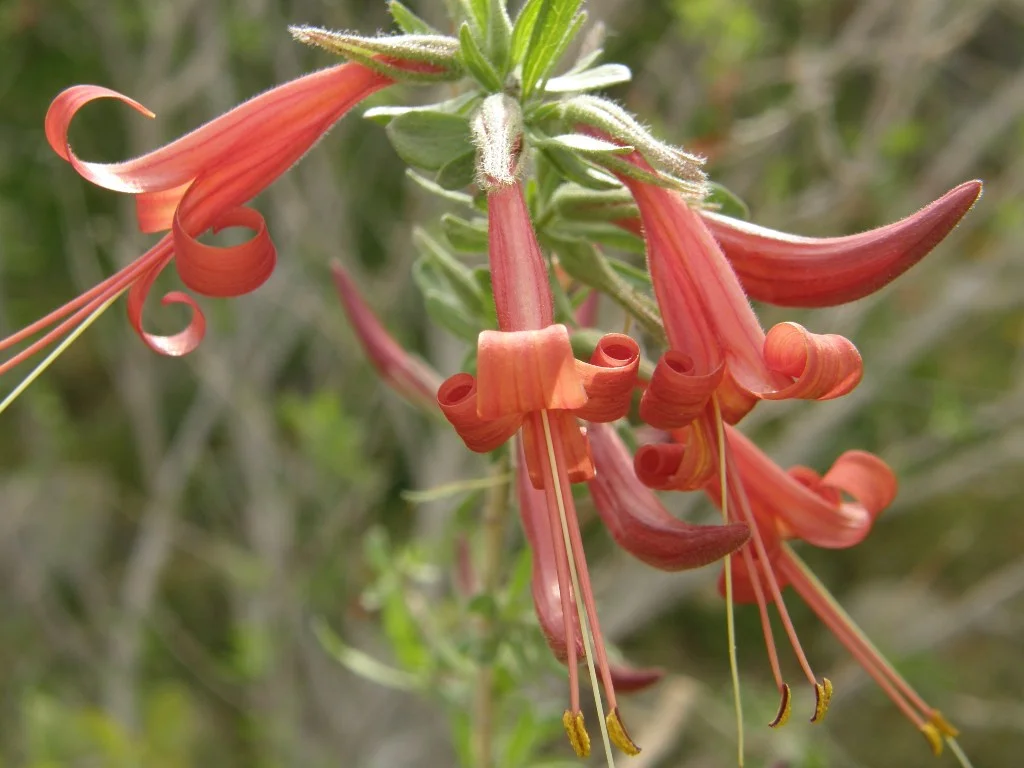 Anisacanthus thurberi.jpeg