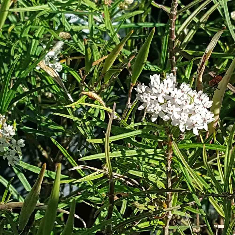 Asclepias angustifolia .jpg