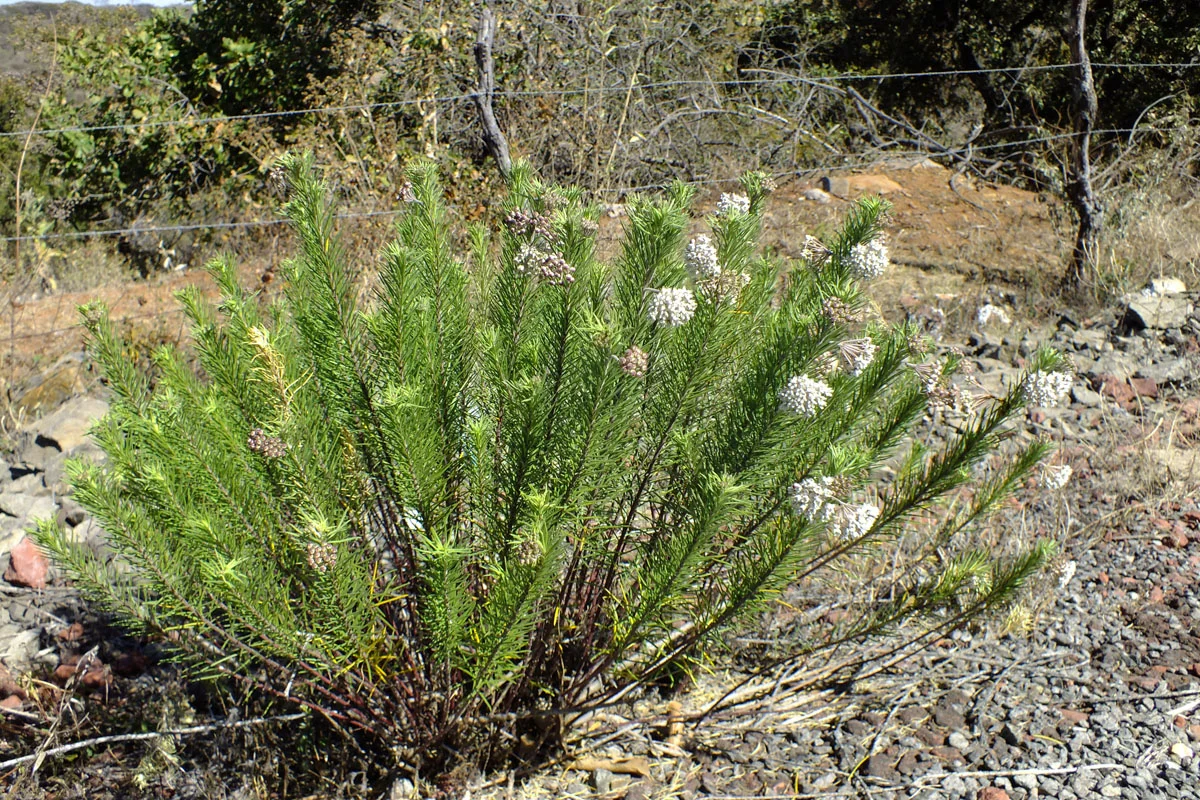 Asclepias linaria .jpg